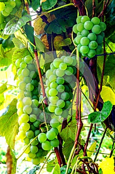 Three bunches of grapes growing on a bush and ripening in the summer sun