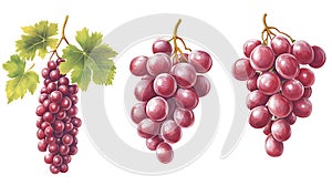 Three Bunches Of Red Grapes Illustration