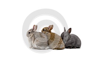 Three Bunnies photo