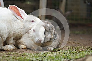 Three bunnies rabbits in the garden