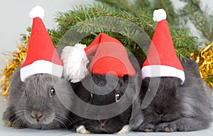 Three bunny in santa hat