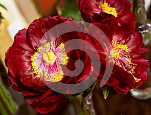 Three burgundy peonies opened their petals. Close-up with selective focus. Bouquet of seasonal peonies. Concept: holiday