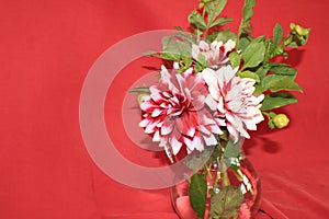 Three Burgundy and White Dahlia blossoms with buds and leaves in a glass pitcher