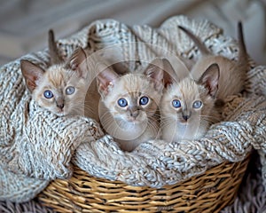 Three burmese kittens