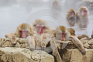 Three Tired Snow Monkeys in the Steam photo