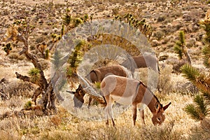 Three Burros Grazing in Desert