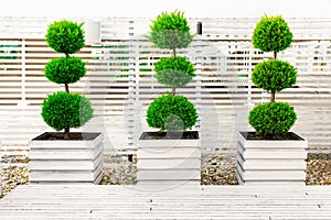 Three bushes trimmed in the form of balls on top of each other in large white wooden flower pots on background of a fence.