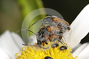 Three busy longhorn beetles photo