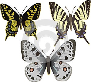 Three butterflies