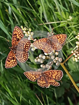 three butterflies on a flower