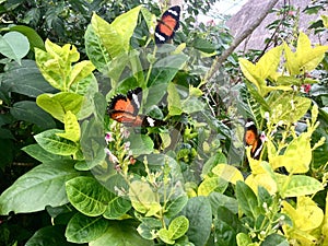 Three butterflies. Green leaves flora.