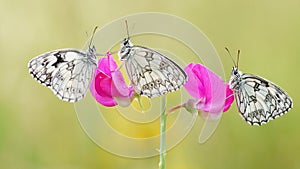 Three butterflies sit on a pink flower
