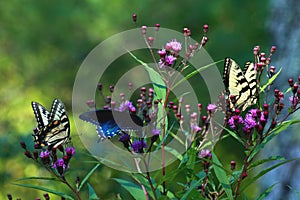 Three Butterflies photo