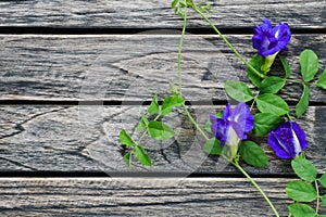 Three Butterfly blue pea flowers on wooden background with copy space