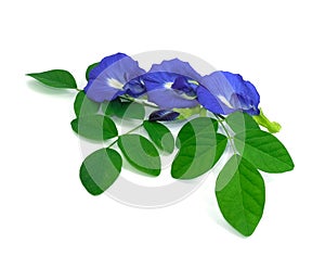 three butterfly pea flowers with green pad contain on leaves. fresh flora violet blooming. herb of thai food. isolated on white