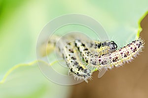 Three cabbage caterpillars eating