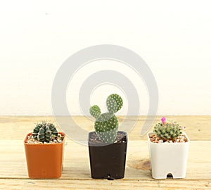 Three cactus arrange on wooden table against white background