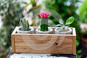 Three cactus pots in a wooden box