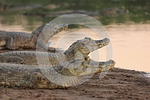 Three caimans at Pantanal