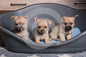 Three Cairn Terrier puppies dogs kennel in dog bed