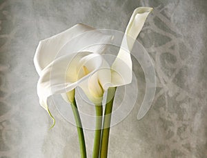 Three calla lilies photo