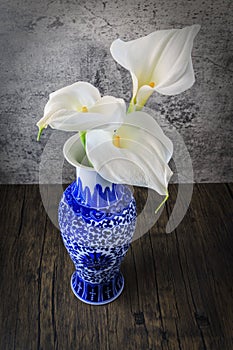 Three Calla Lilies in a Vase