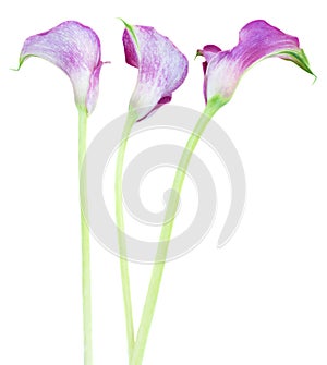 Three Calla lilly