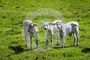 Three calves in the green pasture photo