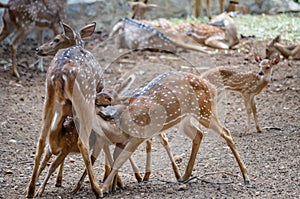 Three calves milking mother deer in Bannerghatta biological park, south India