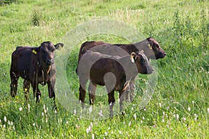 Three calves in pasture