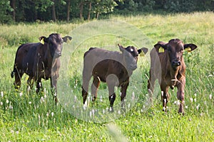 Three calves in pasture photo