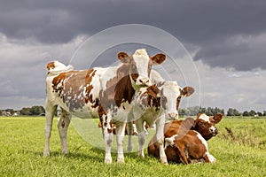 Three calves standing and lying down together, tender love portrait of young cows, in a green meadow, an overcast sky