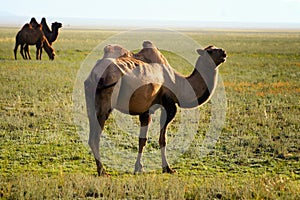 Three camel in mongolia