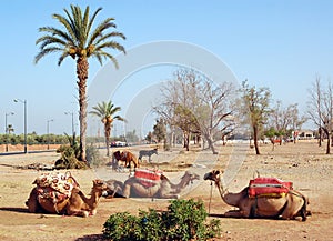 Three camels against palm trees