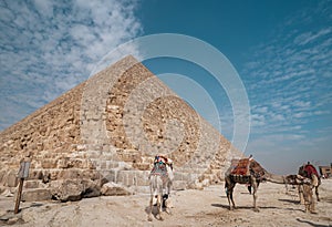 three camels at the base o Keops\' pyramid. El Cairo Egypt