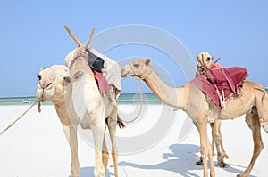 Three camels at the beach