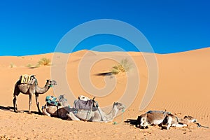 Three camels in desert