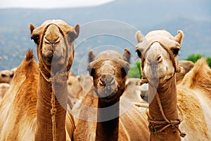 Three camels in Ethiopia