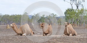 Three camels kneeling