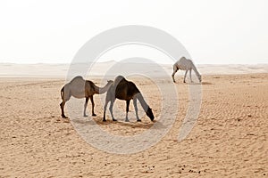 Three camels are looking for food in the desert of Saudi Arabia