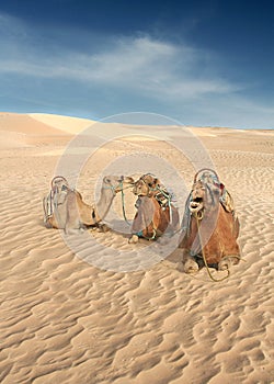 Three Camels in the Sahara photo