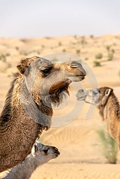 Three Camels in Tunisia