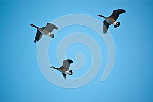 Three Canada Geese in Flight