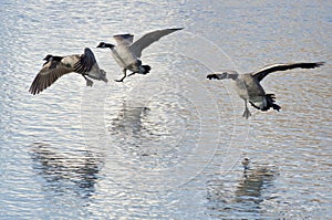 Three Canada Geese Landing on Winter Lake