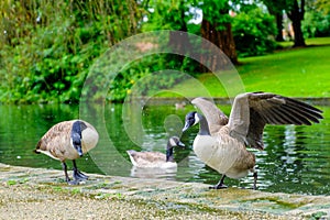 Three Canada Geese in a pond