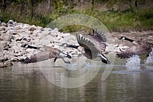 Three Canada Geese Taking Off from a Pond