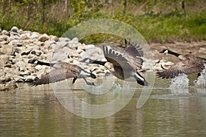 Three Canada Geese Taking Off from a Pond