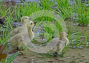 Three Canada Goose babies drinking water.