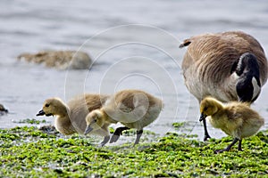 Three Canada Goose goslings walk on seashore eating green seaweed photo