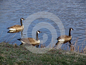 Three Canadian Geese photo
